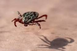 Se eleva la letalidad por rickettsia en Coahuila